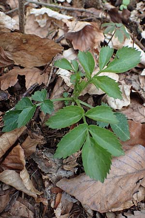 Sambucus nigra \ Schwarzer Holunder / Elder, D Weinheim an der Bergstraße 18.4.2021
