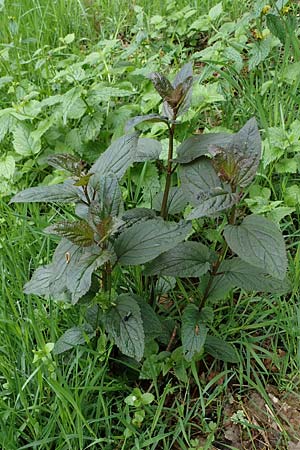 Scrophularia nodosa \ Knotige Braunwurz / Common Figwort, D Odenwald, Wünschmichelbach 12.5.2021