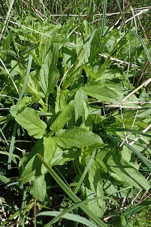 Scrophularia umbrosa subsp. neesii \ Geflgelte Braunwurz / Green Figwort, D Hardheim 28.5.2022