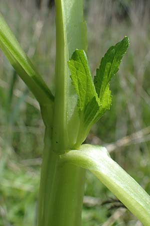 Scrophularia umbrosa subsp. neesii \ Geflgelte Braunwurz / Green Figwort, D Hardheim 28.5.2022