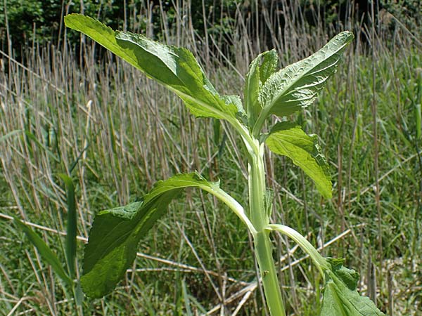 Scrophularia umbrosa subsp. neesii \ Geflgelte Braunwurz / Green Figwort, D Hardheim 28.5.2022