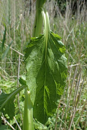 Scrophularia umbrosa subsp. neesii \ Geflgelte Braunwurz / Green Figwort, D Hardheim 28.5.2022