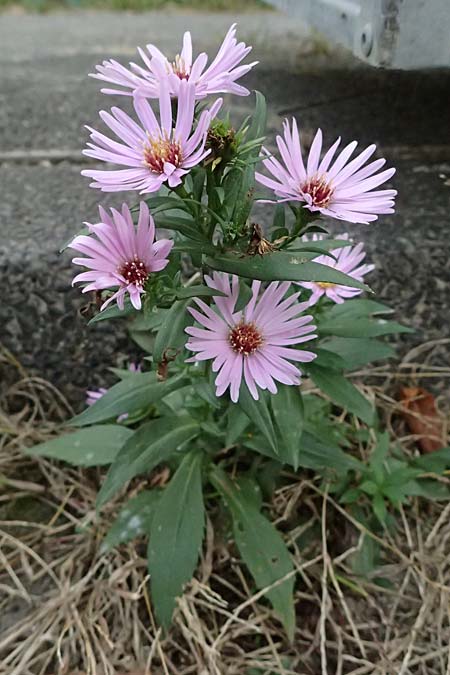 Symphyotrichum novae-angliae \ Neuengland-Herbstaster, Raublatt-Herbstaster, D Mannheim 15.10.2025