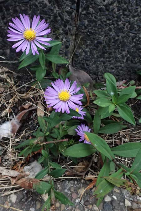 Symphyotrichum novae-angliae \ Neuengland-Herbstaster, Raublatt-Herbstaster, D Mannheim 15.10.2025