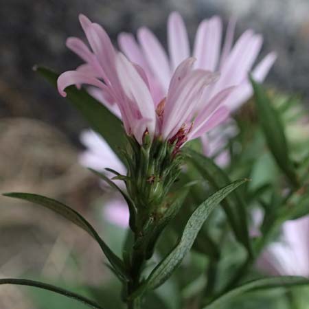 Symphyotrichum novae-angliae \ Neuengland-Herbstaster, Raublatt-Herbstaster, D Mannheim 15.10.2025