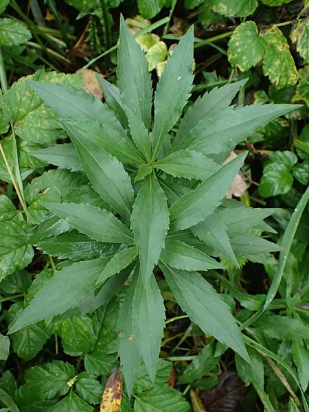 Symphyotrichum novae-angliae \ Neuengland-Herbstaster, Raublatt-Herbstaster, D Karlsruhe 25.10.2025