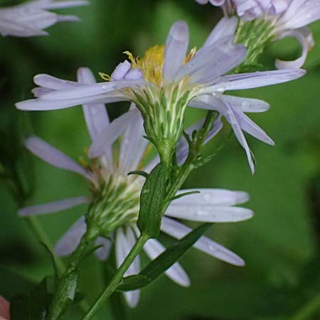 Symphyotrichum novae-angliae \ Neuengland-Herbstaster, Raublatt-Herbstaster, D Karlsruhe 25.10.2025