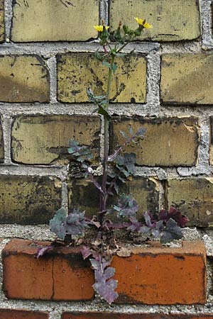 Sonchus oleraceus \ Kohl-Gnsedistel / Smooth Sow-Thistle, D Mannheim 4.5.2024