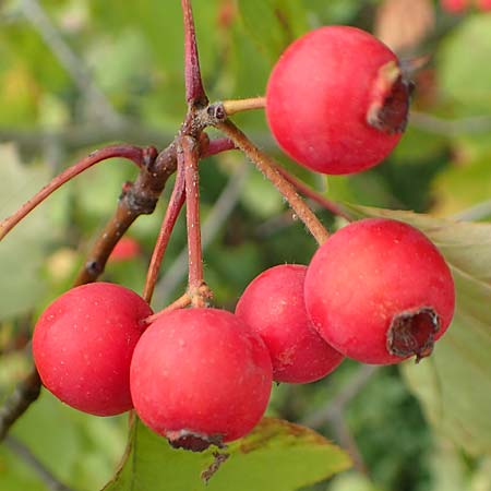 Sorbus latifolia s.l. \ Breitblttrige Mehlbeere / Broad-Leaved European Mountain-Ash, D Bensheim 13.9.2015