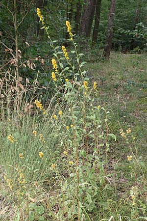 Solidago virgaurea \ Gewhnliche Goldrute, Echte Goldrute / Goldenrod, D Lützelbach 17.9.2016