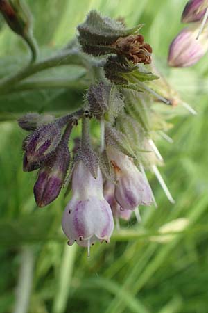 Symphytum officinale \ Gewhnlicher Arznei-Beinwell / Common Comfrey, D Biebesheim 12.5.2018