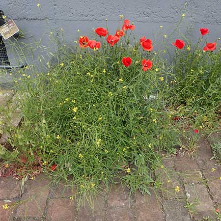 Sisymbrium orientale \ Orientalische Rauke / Eastern Rocket, D Mannheim 15.5.2021