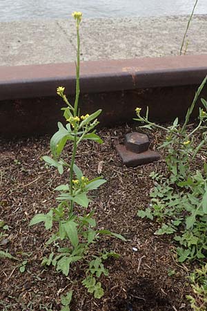 Sisymbrium officinale, Weg-Rauke