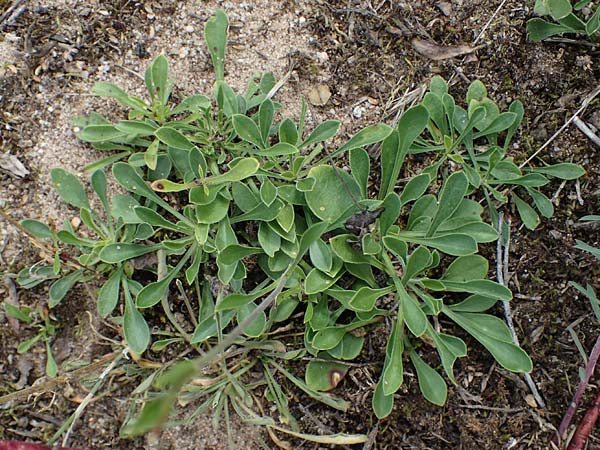 Silene otites \ Ohrlffel-Leimkraut / Spanish Catchfly, D Lampertheim 27.8.2021