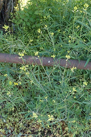 Sisymbrium orientale \ Orientalische Rauke / Eastern Rocket, D Mannheim 18.4.2022