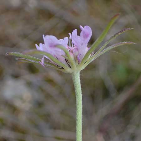 Scabiosa columbaria \ Tauben-Skabiose / Small Scabious, D Thüringen, Heldrungen 16.6.2023