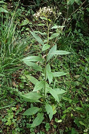 Senecio ovatus \ Fuchssches Greiskraut, Fuchs-Kreuzkraut / Woundwort, Wood Ragwort, D Finnentrop 2.9.2026