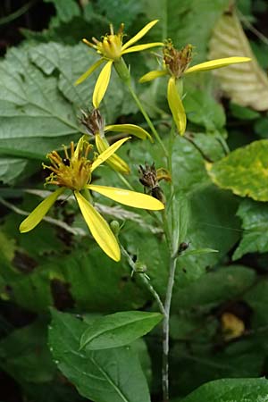 Senecio ovatus \ Fuchssches Greiskraut, Fuchs-Kreuzkraut / Woundwort, Wood Ragwort, D Finnentrop 2.9.2026