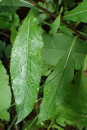 Senecio ovatus \ Fuchssches Greiskraut, Fuchs-Kreuzkraut / Woundwort, Wood Ragwort, D Finnentrop 2.9.2026