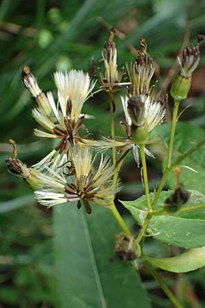 Senecio ovatus \ Fuchssches Greiskraut, Fuchs-Kreuzkraut / Woundwort, Wood Ragwort, D Finnentrop 2.9.2026