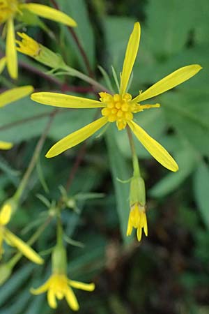 Senecio ovatus \ Fuchssches Greiskraut, Fuchs-Kreuzkraut / Woundwort, Wood Ragwort, D Olpe 2.9.2026