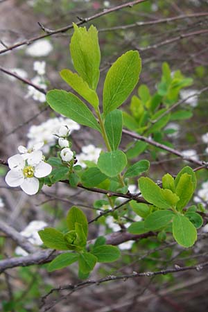 Spiraea vanhouttei \ Pracht-Spierstrauch, D Langgöns 25.4.2015