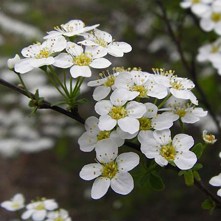 Spiraea vanhouttei \ Pracht-Spierstrauch, D Langgöns 25.4.2015