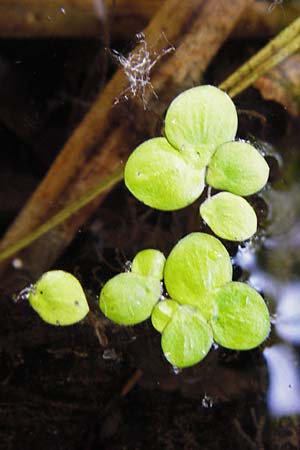 Spirodela polyrhiza \ Vielwurzelige Teichlinse / Greater Duckweed, D Groß-Gerau 25.6.2015