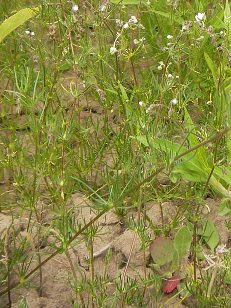 Spergula arvensis \ Acker-Sprgel / Corn Spurrey, D Großheubach-Rosshof 16.7.2016