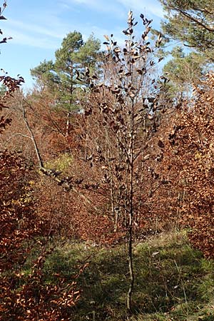 Sorbus pulchra \ Schne Mehlbeere / Goessweinstein Whitebeam, D Franken/Franconia Gößweinstein 4.11.2015