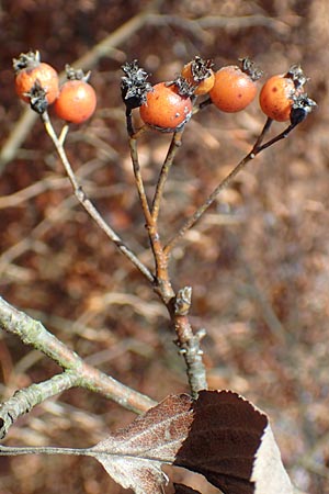 Sorbus pulchra \ Schne Mehlbeere / Goessweinstein Whitebeam, D Franken/Franconia Gößweinstein 4.11.2015