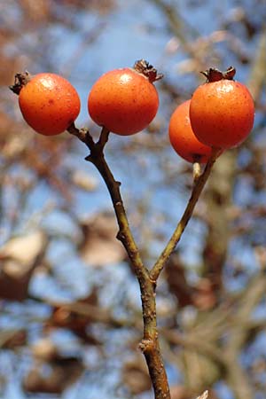 Sorbus pulchra \ Schne Mehlbeere / Goessweinstein Whitebeam, D Franken/Franconia Gößweinstein 4.11.2015