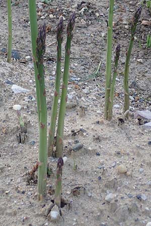 Asparagus officinalis \ Gemse-Spargel / Garden Asparagus, Wild Asparagus, D Botan. Gar.  Universit.  Heidelberg 21.4.2016