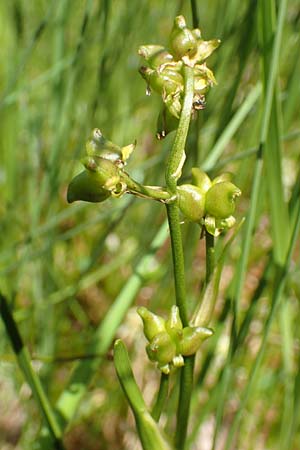 Scheuchzeria palustris \ Blumenbinse, Blasensimse / Rannoch Rush, Marsh Scheuchzeria, D Pfronten 28.6.2016