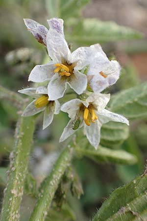 Solanum nitidibaccatum \ Argentinischer Nachtschatten, Glanzfrchtiger Nachtschatten / Ground-Cherry Nightshade, Hairy Nightshade, D Hassloch 1.11.2016