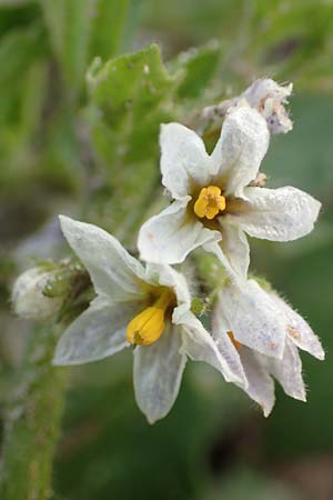 Solanum nitidibaccatum \ Argentinischer Nachtschatten, Glanzfrchtiger Nachtschatten / Ground-Cherry Nightshade, Hairy Nightshade, D Hassloch 1.11.2016