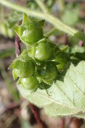 Solanum nitidibaccatum \ Argentinischer Nachtschatten, Glanzfrchtiger Nachtschatten / Ground-Cherry Nightshade, Hairy Nightshade, D Mannheim 17.9.2017