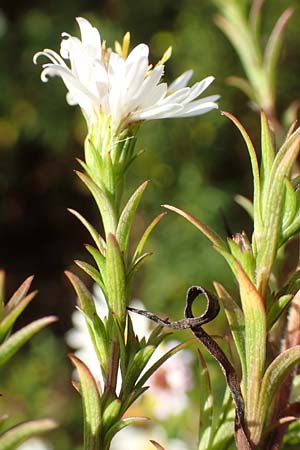 Symphyotrichum spec1 ? \ Herbst-Aster / Michaelmas Daisy, D Mannheim,  Friesenheimer Insel 3.10.2017