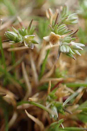 Scleranthus polycarpos \ Triften-Knuelkraut / German Knotweed, D St. Leon - Rot 23.3.2018