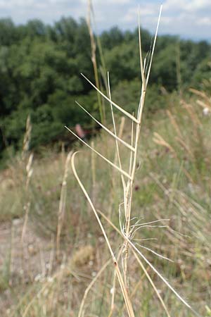 Stipa pulcherrima \ Groes Federgras, Gelbscheidiges Federgras / Golden Feather-Grass, D Kaiserstuhl,  Burkheim 19.6.2008