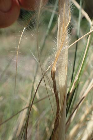 Stipa pulcherrima \ Groes Federgras, Gelbscheidiges Federgras / Golden Feather-Grass, D Kaiserstuhl,  Burkheim 19.6.2008