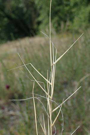 Stipa pulcherrima \ Groes Federgras, Gelbscheidiges Federgras / Golden Feather-Grass, D Kaiserstuhl,  Burkheim 19.6.2008