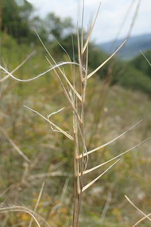 Stipa pulcherrima \ Groes Federgras, Gelbscheidiges Federgras / Golden Feather-Grass, D Kaiserstuhl,  Burkheim 19.6.2008