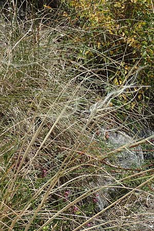 Stipa pulcherrima \ Groes Federgras, Gelbscheidiges Federgras / Golden Feather-Grass, D Kaiserstuhl,  Burkheim 19.6.2008