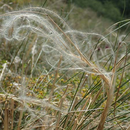 Stipa pulcherrima \ Groes Federgras, Gelbscheidiges Federgras / Golden Feather-Grass, D Kaiserstuhl,  Burkheim 19.6.2008