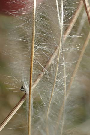 Stipa pulcherrima \ Groes Federgras, Gelbscheidiges Federgras / Golden Feather-Grass, D Kaiserstuhl,  Burkheim 19.6.2008