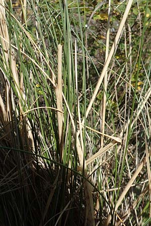Stipa pulcherrima \ Groes Federgras, Gelbscheidiges Federgras / Golden Feather-Grass, D Kaiserstuhl,  Burkheim 19.6.2008