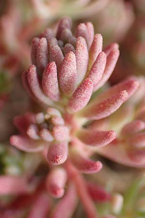 Sedum pallidum \ Bleiche Fetthenne / Turkish Stonecrop, D Eifel, Dreiborn 9.7.2018