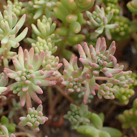 Sedum pallidum \ Bleiche Fetthenne / Turkish Stonecrop, D Eifel, Dreiborn 9.7.2018