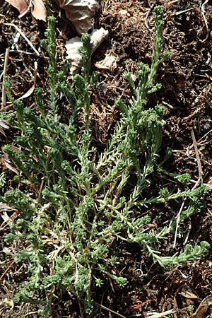 Sedum pallidum \ Bleiche Fetthenne / Turkish Stonecrop, D Römerberg 18.10.2018